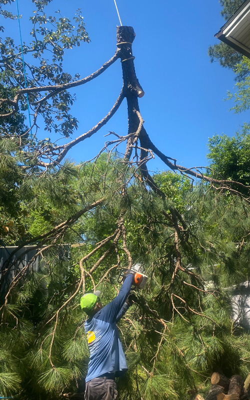 Klimb Pro Tree Service - Removal, Pruning, Storm Cleanup
