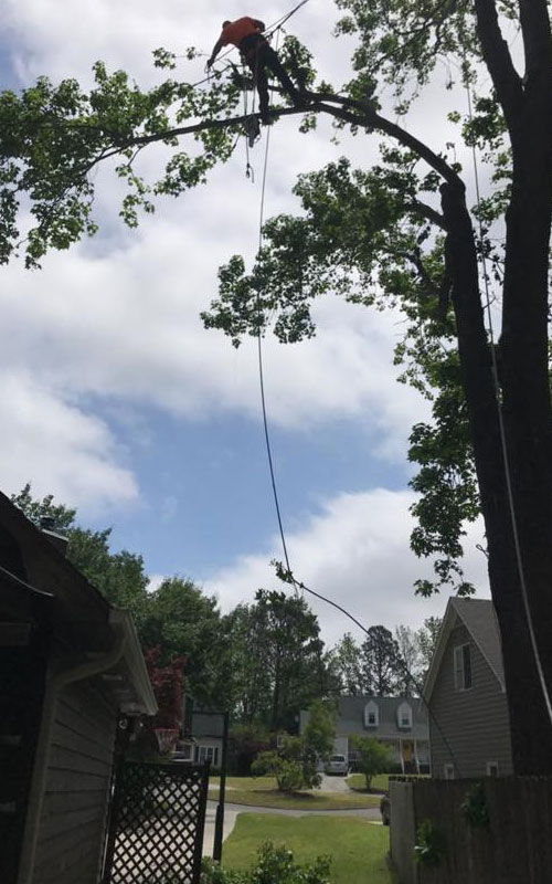 Tree trimming service for tall trees - man high in tree with ropes cutting down tree