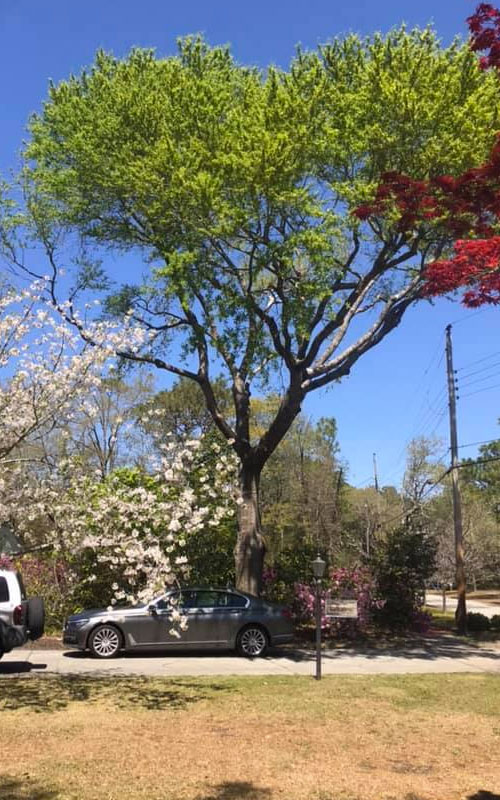 Tree Pruning services - photo of a nicely trimmed large tree