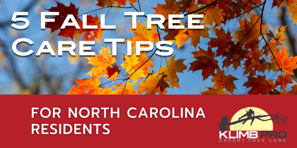5 Fall Tree Care Tips For North Carolina Residents. Blog Image