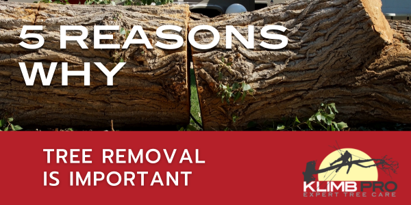 5 Reasons Why Tree Removal Is Important Blog Banner