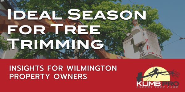 Tree care and tree trimming for wilmington, NC, residential and commercial property owners preparing their yards for spring and summer maintenance