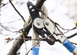 Pruning or trimming of trees with secateurs. Cutter, equipment.