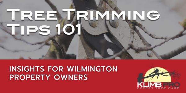 Tree Trimming 101: Tips for Wilmington, NC, property owners