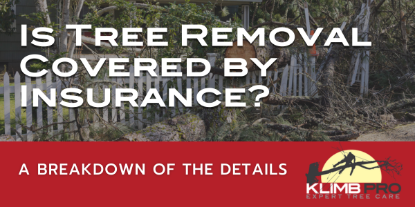 Can Tree Removal Be Covered by Insurance